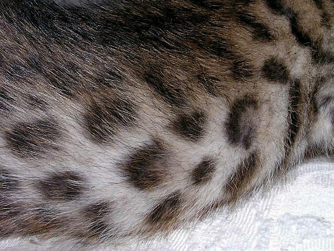 Gwens Lancelot rosettes